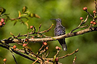 《足球经理26》颠覆性进化！重塑界面、战术并首添女子足球
